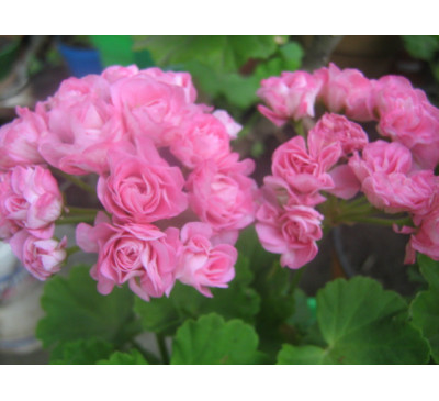 Пеларгонія зональна  розебудна Swanland Pink